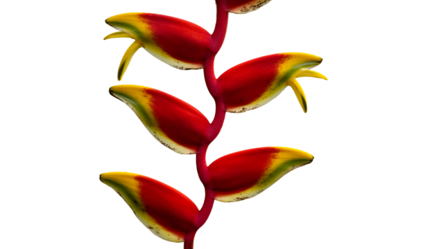 Vibrant tropical heliconia flower with striking red and yellow petals, elegantly isolated on a pure white background. This exotic blossom showcases unique botanical form and natural beauty