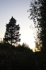 Sunset sky. Evening in the forest. Evening landscape.