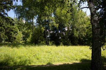 Birch trees in the park in the summer. Beautiful nature. Manor park.