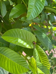 reprodu&ccedil;&atilde;o de joaninhas