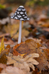 an older magpie inkcap or magpie mushroom (Coprinopsis picacea) growing between autumn leaves in the forest