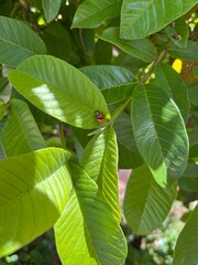 reprodu&ccedil;&atilde;o de joaninhas