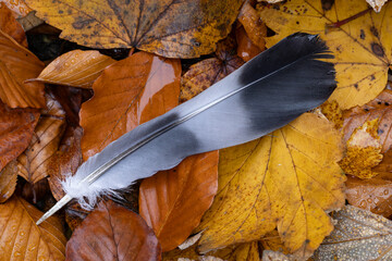 tail feather of a common woodpigeon (columba palumbus) found on autumn leaves