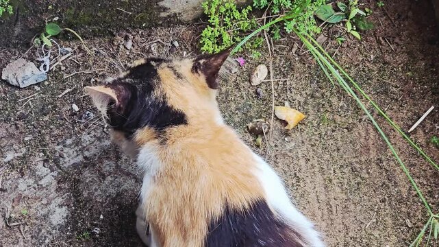 A calico cat having meal. top view