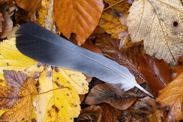 tail feather of a common woodpigeon (columba palumbus) found on autumn leaves