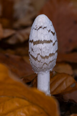 a fresh growing magpie inkcap or magpie mushroom (Coprinopsis picacea) between autumn leaves in the forest