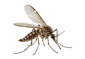 Closeup of a female aedes aegypti mosquito distinctive white markings on its legs body isolated on transparent background