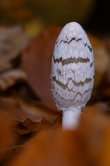 a fresh growing magpie inkcap or magpie mushroom (Coprinopsis picacea) between autumn leaves in the forest