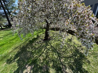 Flowering tree and it &lsquo;s shadow 