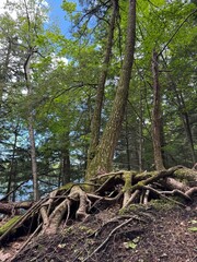 tree roots in the forest