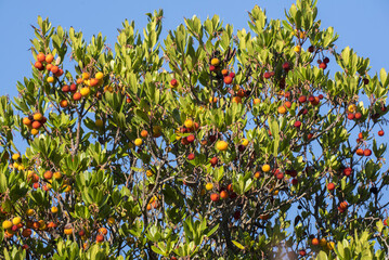 Corbezzolo, Arbutus unedo