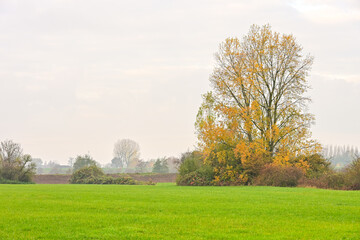 Solitary Tree with Golden-Yellow Autumn Leaves Stands in a Wide Green Field on a Misty or Overcast Morning near Culemborg, Netherlands