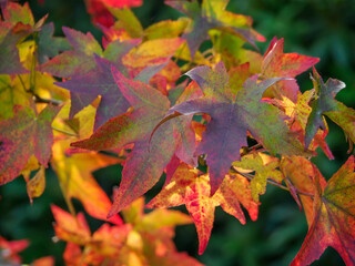 Herbst am Pröbstingsee in Borken
