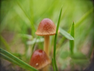 mushroom in the forest