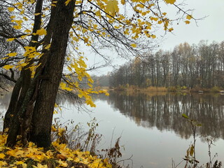 Autumn landscape, trees on the shore, yellow fallen leaves, cloudy and damp