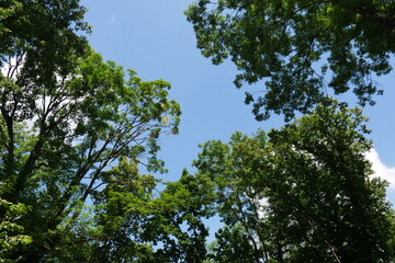 Baumkronen im Laubwald mit Himmel