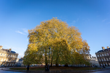 Obraz premium Autumn tree in European city square