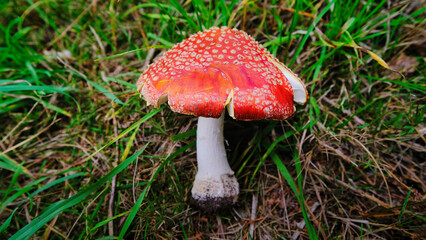 Fliegenpilz - Der Pilz mit dem roten Hut
