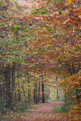 Herbstzeit im Münsterland in der Nähe von Velen