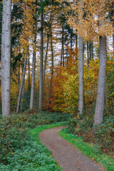 Obraz premium Herbstzeit im Münsterland in der Nähe von Velen