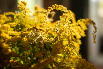 Wildflowers. Wild flowers. Summer plants in the field.