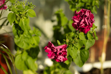 House plants. Flowers in the interior. Garden in the apartment.