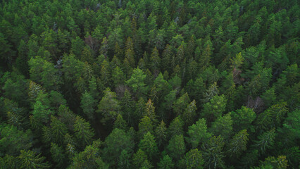 Aerial view of green summer forest with spruce and pine trees forest view from above, aerial top view with copy space design for web banner.