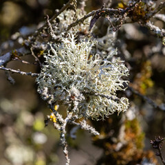 Eine kugelf&ouml;rmige Echte Pflaumenflechte zwischen d&uuml;nnen &Auml;sten