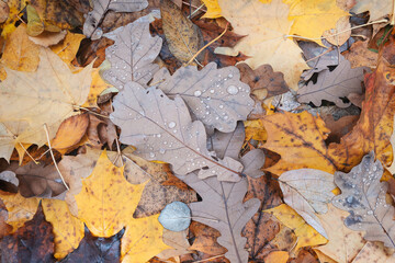 Autumn oak leaf close-up with raindrops lying on a solid carpet of fallen autumn leaves, autumn background for wallpaper banner template page design.