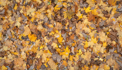 Solid background of autumn maple leaves lying on the ground, autumn season concept background.