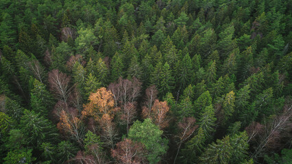 Aerial autumn forest with many trees and leaves on the ground. The leaves are yellow and brown. trees are tall and spreading. Autumn forest background view from above, drone photo.