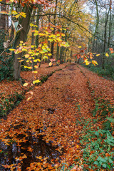 Naklejka premium Herbstzeit im Münsterland in der Nähe von Velen