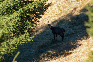 a chamois female in winter fur on the mountains at a autumn day 