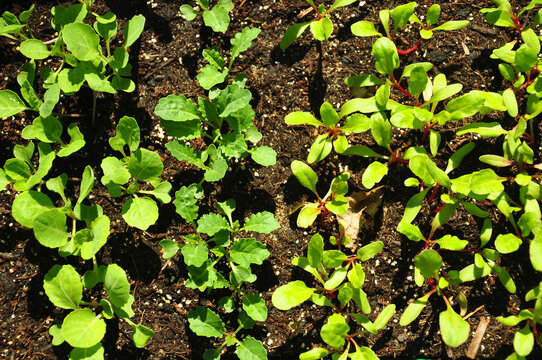 Jungpflanzen in Beet