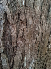A close-up image of rough tree bark with deep ridges and layered textures in earthy browns. The natural pattern evokes age, strength,outdoor wilderness, ideal for nature, forestry,environmental themes