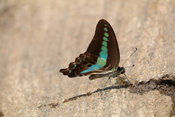A rare and beautiful Malabar Banded Peacock butterfly spotted at Iruppu Falls, India.