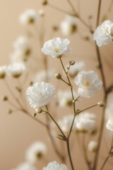 Macro shot of delicate gypsophila flowers on a beige background. Minimalist floral composition, soft natural colors