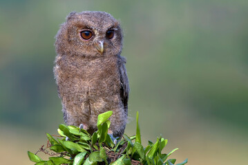 Close up photo of an eurasian scoop owl, The Eurasian scops owl (Otus scops), also known as the European scops owl