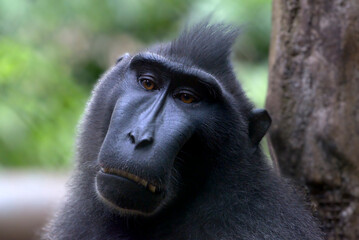 Celebes crested macaque is an old world monkey , close up of a celebes crested macaque in captivity