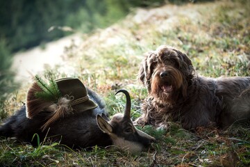 happy hunting - pay tribute after the hunt of a old chamois buck on the mountains in the rutting season