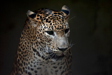 Javan leopard with dark background, The Javan leopard (Panthera pardus melas) is a leopard subspecies confined to the Indonesian island of Java 