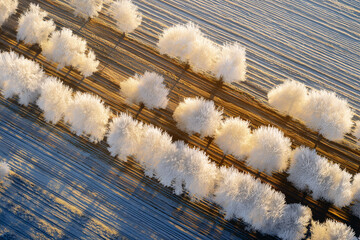 Ice-Glazed Orchard From Above After Frost-Protection Sprinklers, Golden Raking Light, Tractor Rut Patterns, High-Altitude Farm Detail
