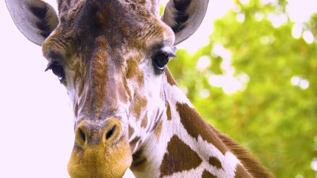 Close up of a giraffes head chewing and moving his mouth like talking on a sunny spring day