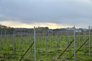 Vignoble en automne sous un ciel gris en fin de journée à Écaussinnes-d'Enghien (Soignies)