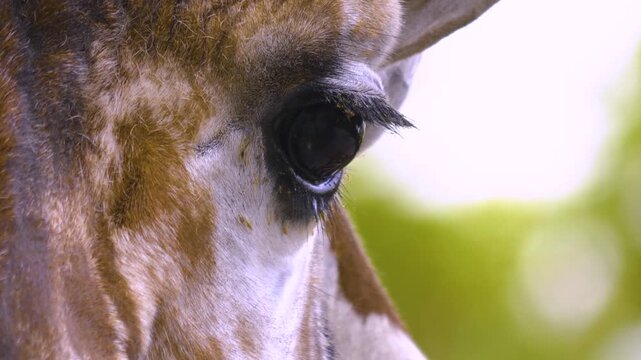 Close up of a giraffes head chewing and moving his mouth like talking on a sunny spring day
