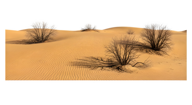 Desert landscape with sand dunes and sparse vegetation isolated on transparent background, showcasing arid scenery