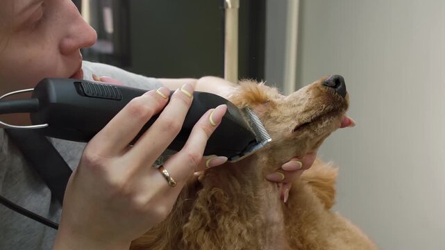 Professional pet groomer carefully trimming neck fur of apricot toy poodle using electric clipper in specialized grooming salon setting