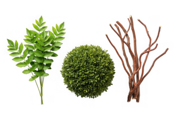 A sprig of green leaves, a green spherical bush, bare brown branches isolated on transparent background