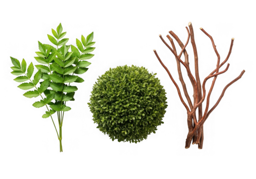 A sprig of green leaves, a green spherical bush, bare brown branches isolated on transparent background