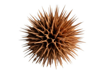 Close up of a spiky seed pod isolated on transparent background